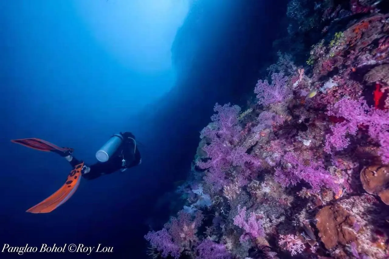 ****  Ultra Mint Dive Resort Panglao Philippines